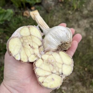 AIL BLANC