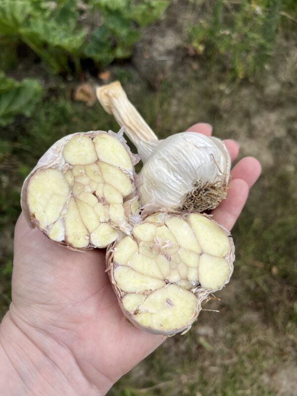 AIL BLANC