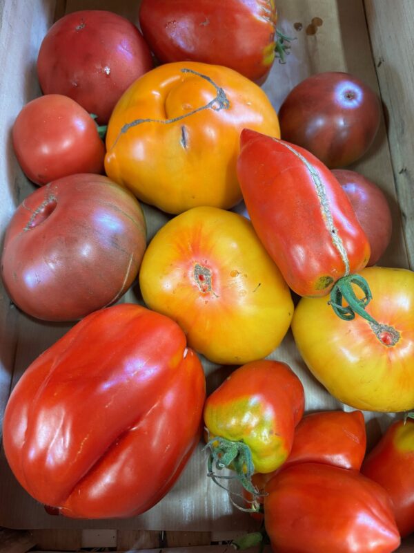 TOMATE Ancienne mix