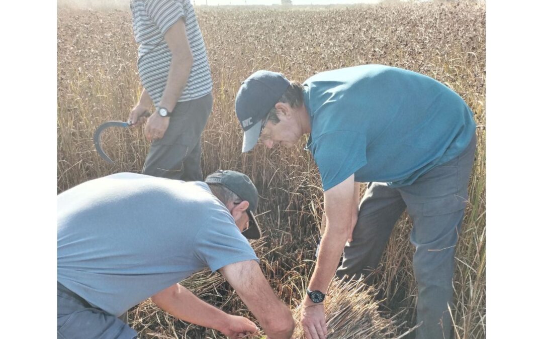 Récolte de la ROUCHE