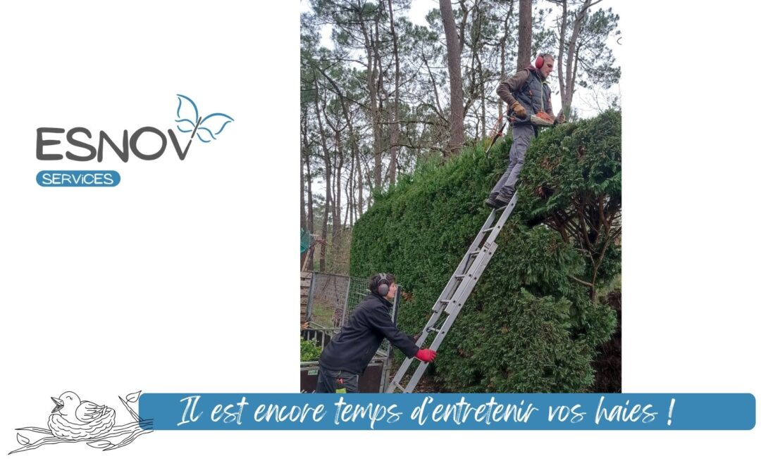 entretien des haies