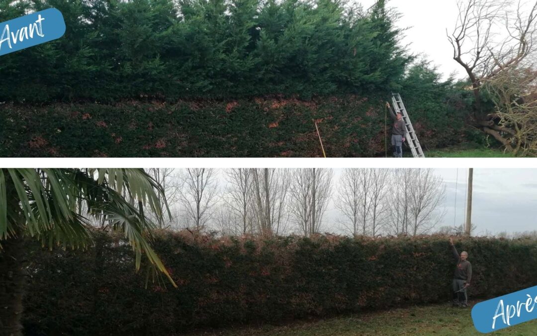 Taille de haies à Esnov’Services