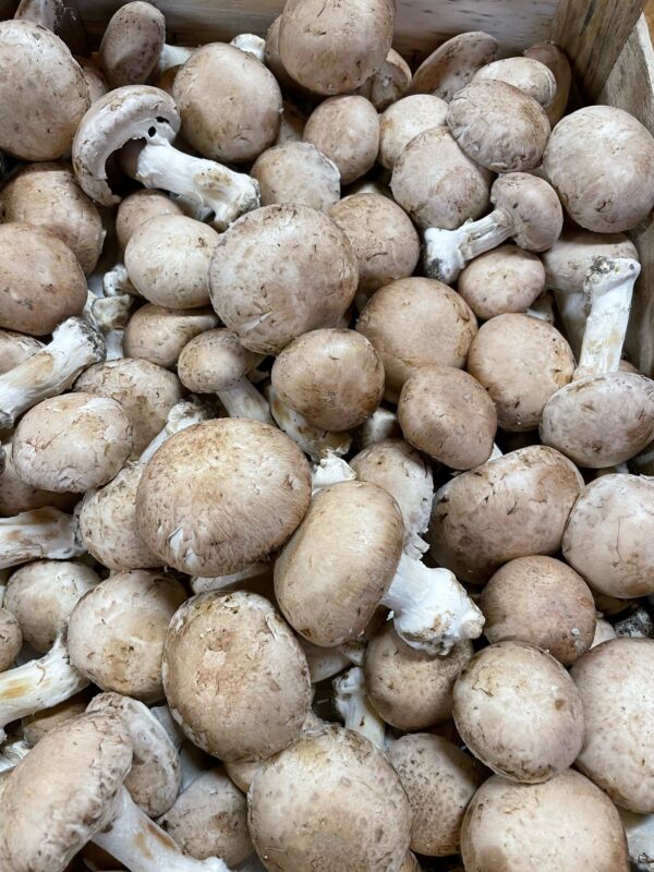 Champignon Brun de paris