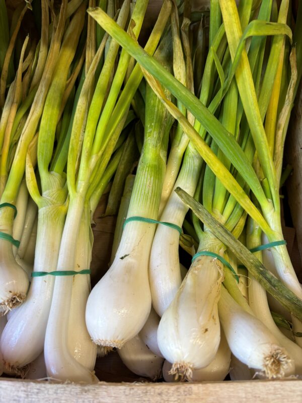 oignon blanc en botte