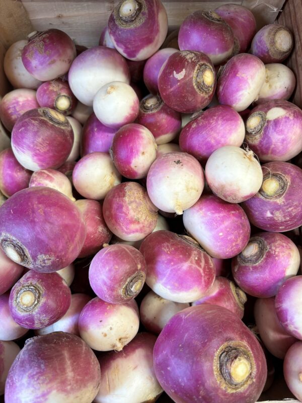Navet Violet