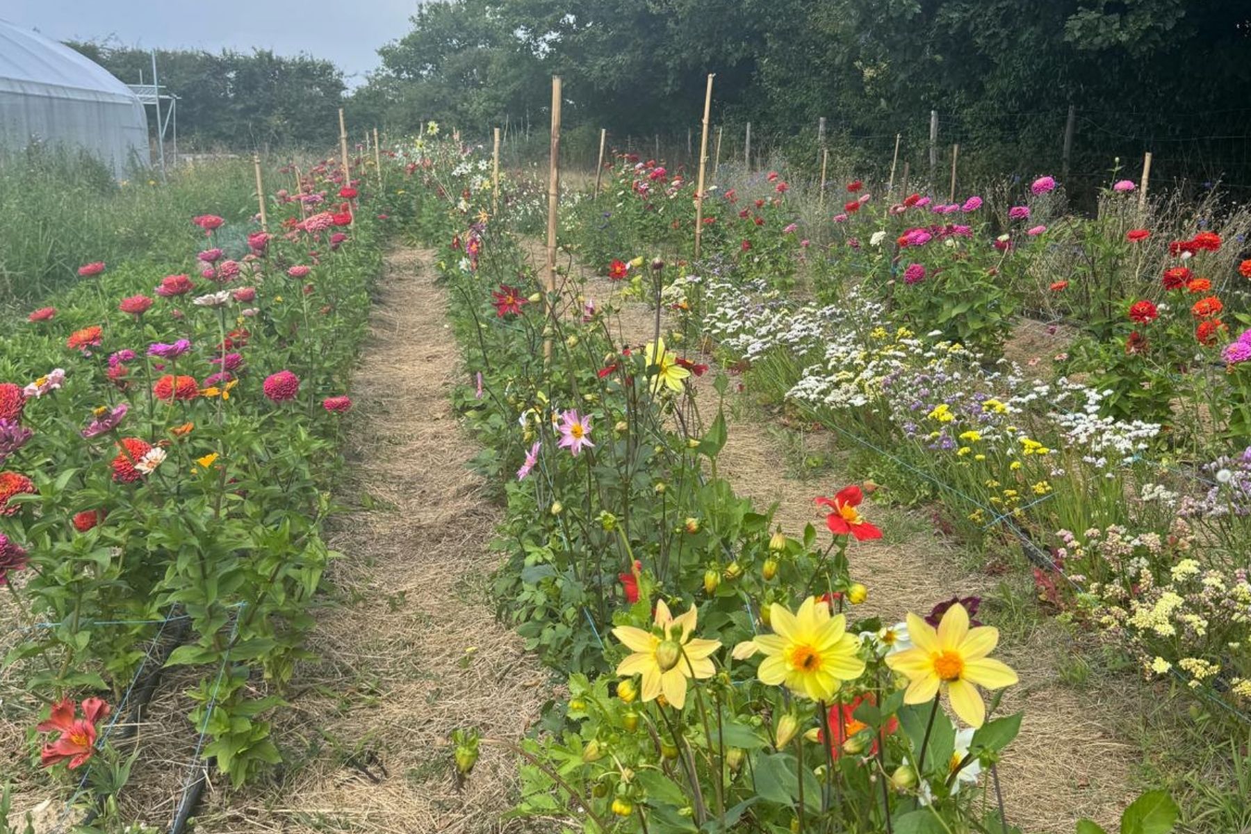 Fleurs