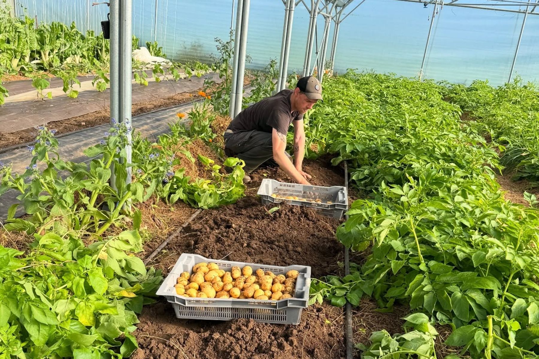 Production de légumes