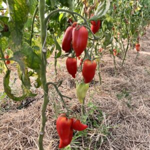 TOMATE ANCIENNE - Andine cornue