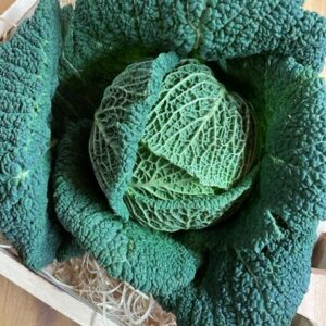 Chou vert frisé