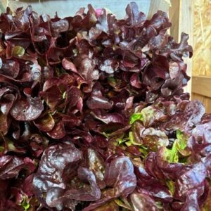 feuille de chêne rouge