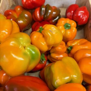 POIVRON Couleur