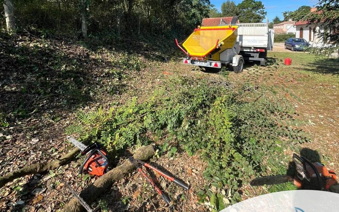 Lisière forestière