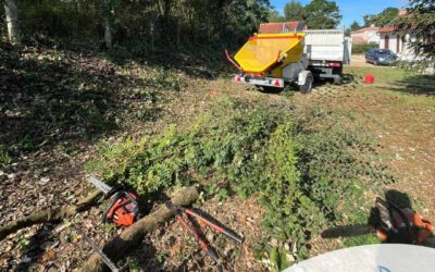 Rafraîchissement d’une lisière forestière