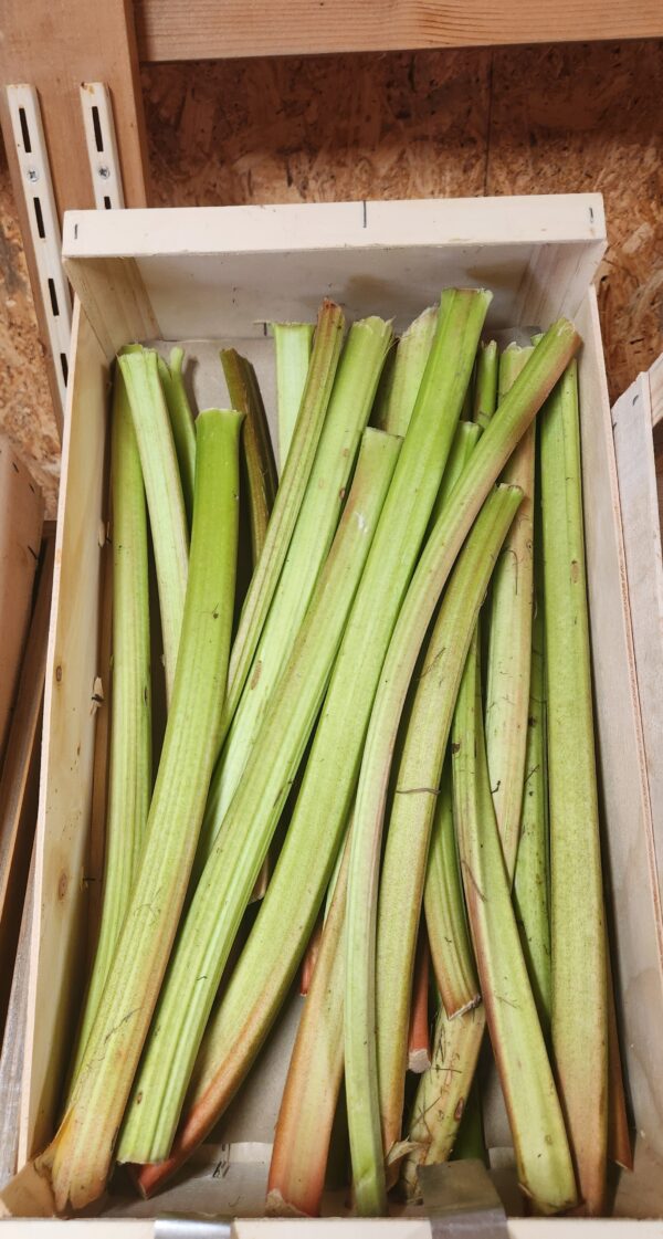 Rhubarbe