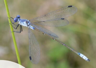 Travaux de restauration