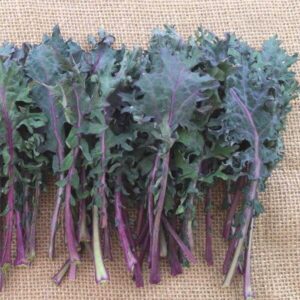 Chou rouge de Russie