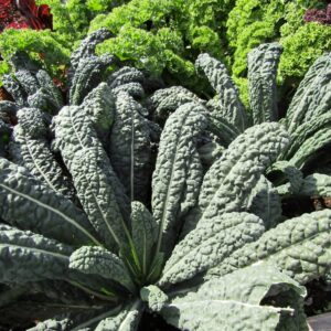 Chou noir de Toscane