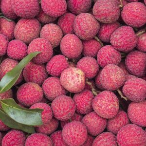Litchi
